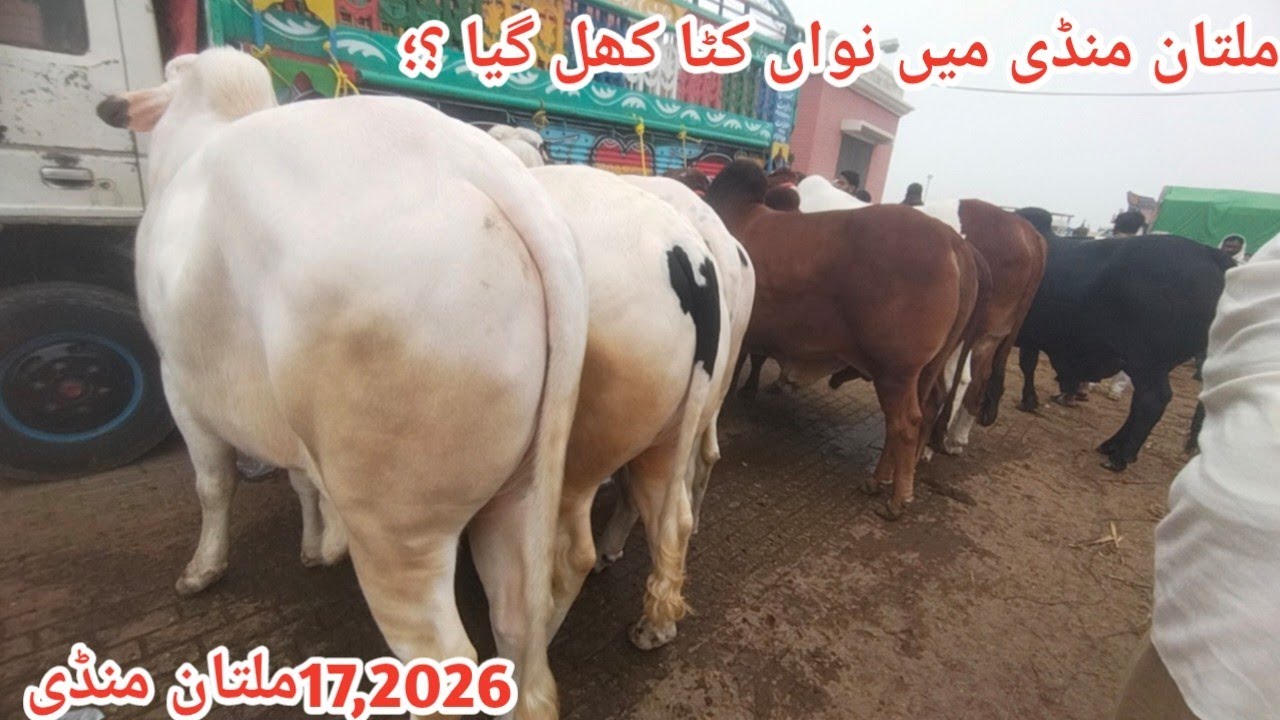 Latest Update Multan Mandi Most Beautiful Heavy Animal Shahpur Multan Mandi Business With Bilal...