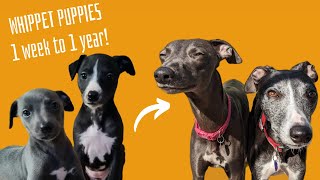 Whippet Puppies 1 week to 1 year time lapse