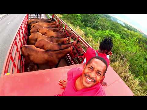 "What It’s REALLY Like Traveling with Horses – You Need to See This!"
