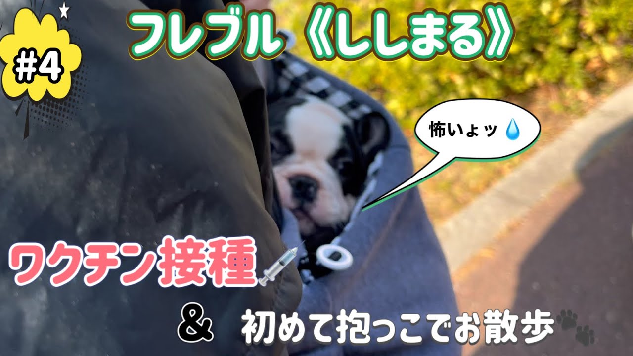 《フレブル「ししまる」ワクチン接種＆抱っこ散歩の様子💉🚶‍♂️