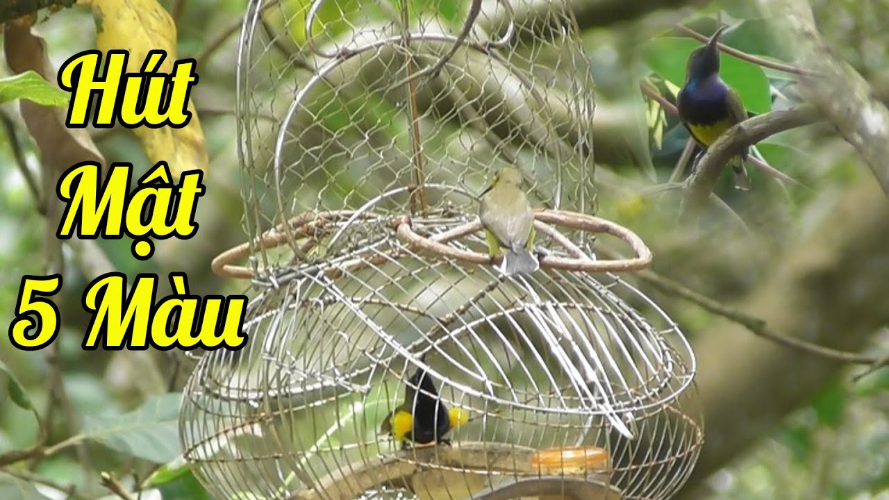 Truy Tìm Hút Mật 5 Màu Tố Chất Để Đi Thi Với Mấy Anh Em