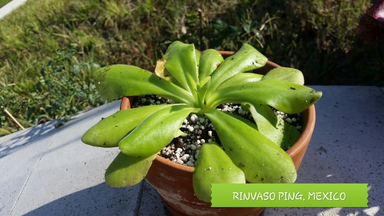 56. PINGUICOLA MESSICANA RINVASO PRATICO