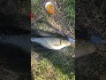 Letss Goooooo #fishing #angeln #fischen #köder #döbel