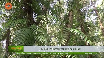 CÀ MAU: HƠN 36.000 HECTA RỪNG ĐÃ KHÔ HẠN | VTV5