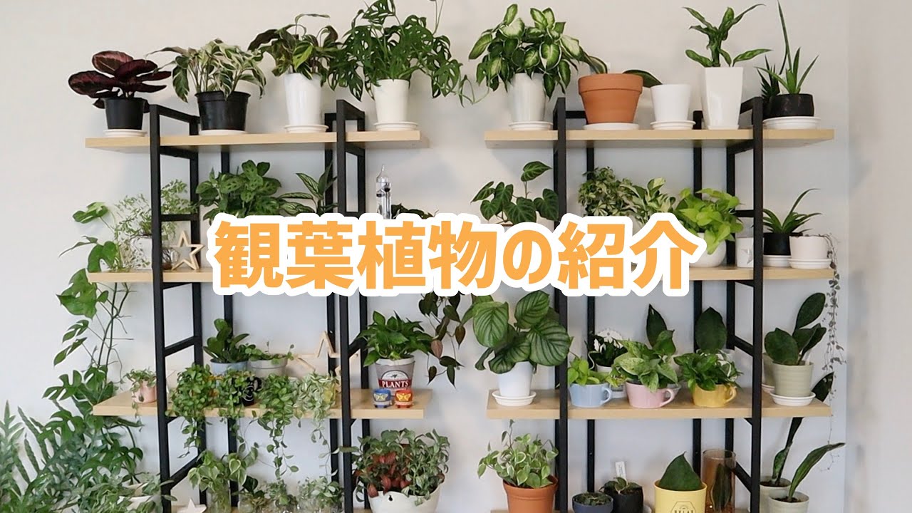 観葉植物 棚に置いている植物達を紹介します 10月 Youtube