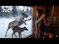 Олень, рождённый в метели при −71 °C | Борьба 73-летней вдовы за спасение жизни