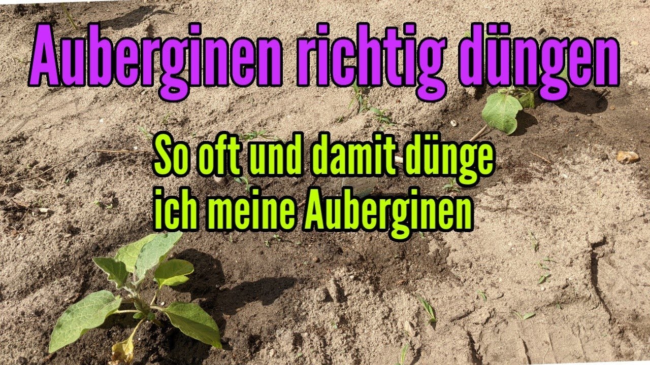 Wie hufig Auberginen dngen? So oft mssen Auberginenpflanzen jetzt  gedngt werden Welchen Dnger