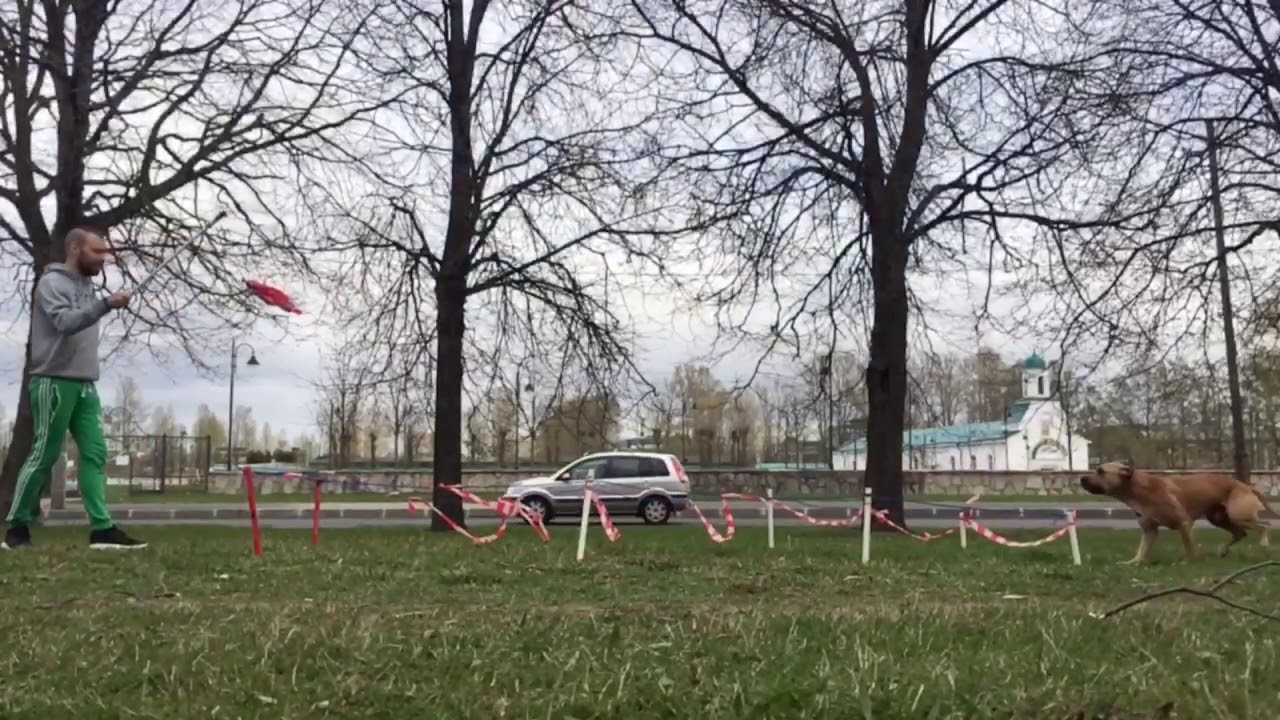 Pitbull training long jump / тренировка питбуля YouTube