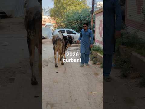 qurbani 2026