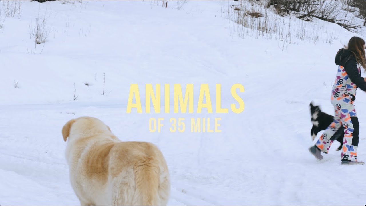 Animals of 35 Mile | Haines, Alaska | Alaska Heliskiing