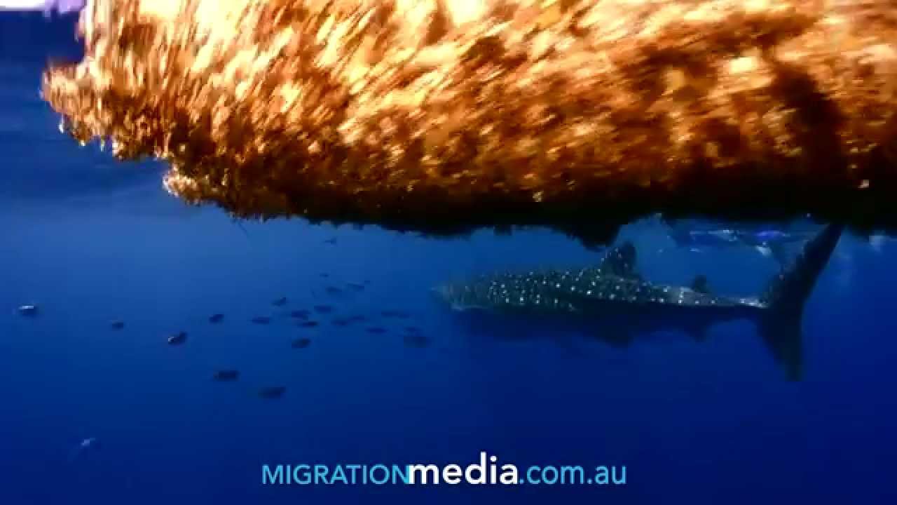 Whale Shark Goes Wild, Ningaloo Reef - YouTube