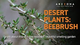 Desert Plants – Beebrush