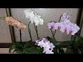 Как и чем поливать ОРХИДЕИ зимой, чтобы они активно цвели и выпускали много корней