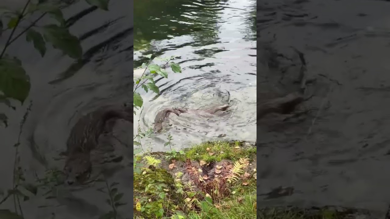 Fischotter-Nachwuchs im Natur- und Tierpark Goldau