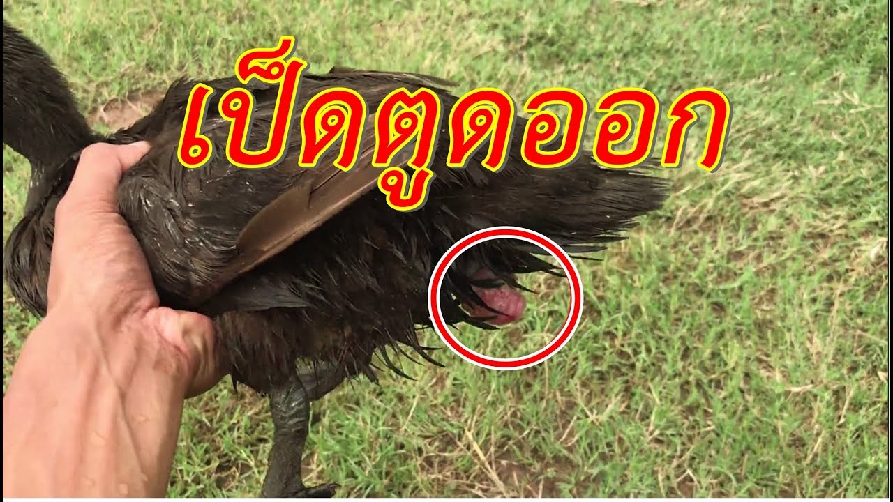 รักษาเป็ดตูดออก