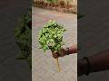 Coconut leaf star bouquet #shorts #coconutleaf #viral #diy #leafart #leafcraft #youtubeshorts