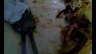 Hubby Jollibee Scandal 05.Avi