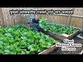 रायो साग | Rayo Saag | Giant Green Mustard | Spring Harvest | Gardening Vlog | NepaliFamilyUK Vlog