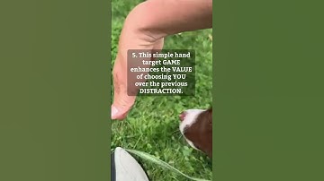 Puppy Training A Prophet: Episode One 🐶