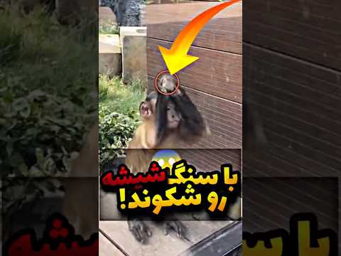 با سنگ شیشه رو شکست