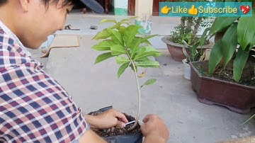 Uống cây cơ bản. cây lộc vừng