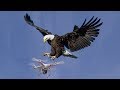 Eagle vs Drone, Eagle Attack Drone (Short Video).