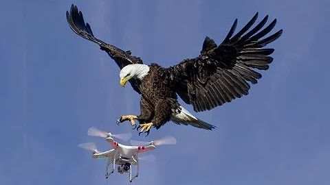 Eagle vs Drone, Eagle Attack Drone (Short Video).