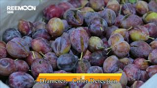Reemoon Plum Sorting Tech