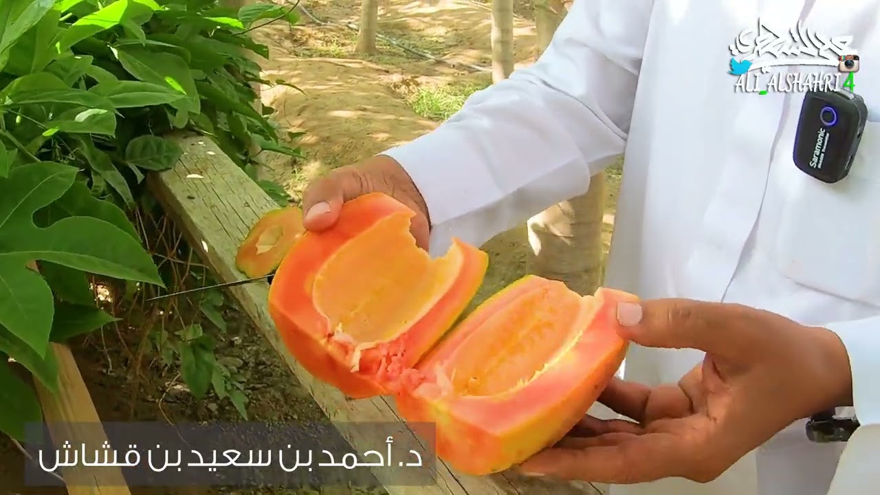 معلومات عن فاكهة #البابايا #Carica_papaya #العمبرود في مزرعة د أحمد #قشاش