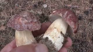 ГРИБЫ И ЛЕС! ВСПОМНИЛ КАК ЭТО БЫЛО! Лучшая подборка!
