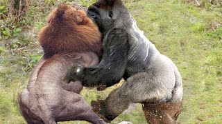 Big fight between ancient gorilla and the king of the green forest - lion Thumb