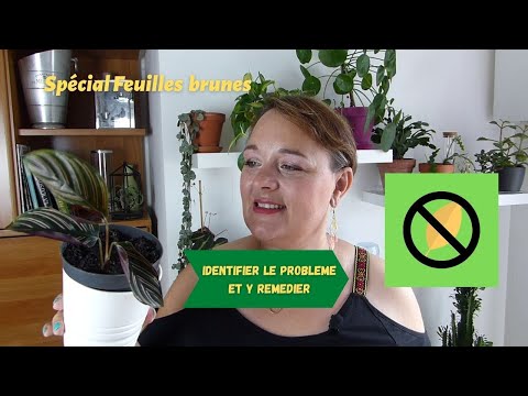 Vidéo: Yellowing Kiwi Plants : Pourquoi mes feuilles de kiwi deviennent-elles brunes et jaunes ?