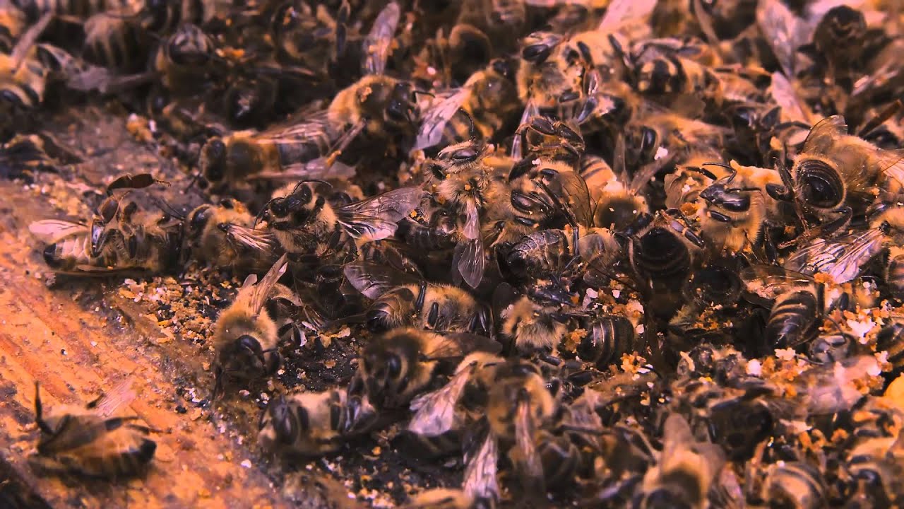 MORE THAN HONEY | offizieller deutscher Trailer | Jetzt als DVD, Blu-ray und VoD!