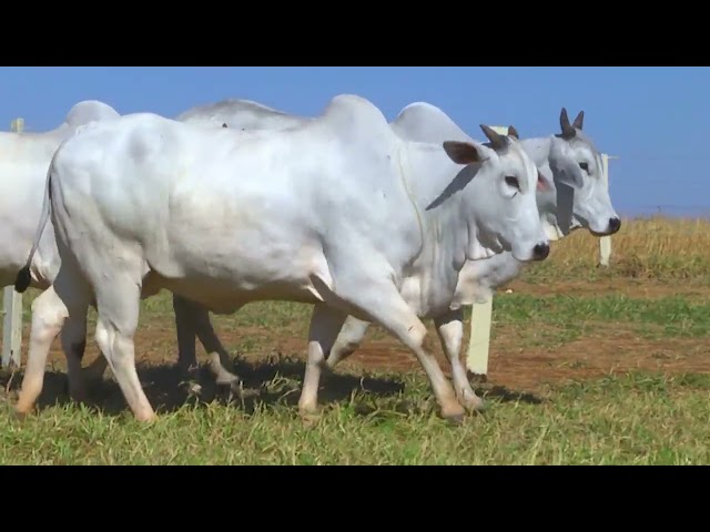 LOTE 10   10236 10326 11321 mp4