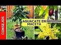 TOP 6 CUIDADOS AGUACATE EN MACETA | PALTA en maceta