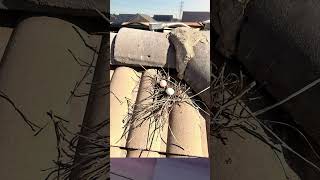 Do this to prevent pigeons go under your Solar panels