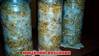 :          | oyster mushroom mycelium
