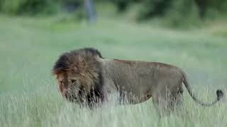 Birmingham Male Lion Nhenha Waiting It Out