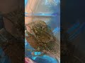 Мармуровий рак