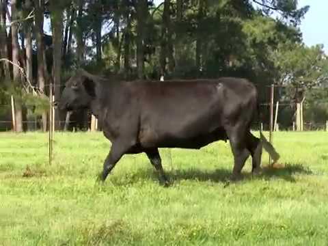Lote 34 - Top Angus