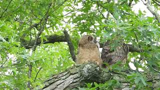 Mom Great Horned Owl On The Move   Made with Clipchamp