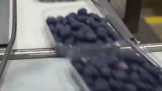 Visiter La Station Demballage Des Myrtille