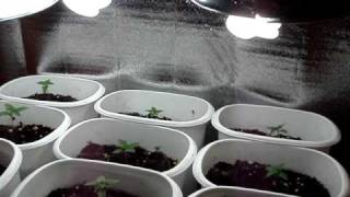 Grow Box Armoire Stealth-First Grow-B.C. Juicy Fruit! #1 Growbox, Armoire, Totally stealth. Pretty decent set up. Please comment with ideas or suggestion or just what you think about the