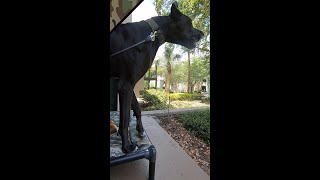 Great Dane Barking #Shorts