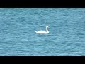 Лебедь чистит перья на озере Увильды 6 мая 2023 г