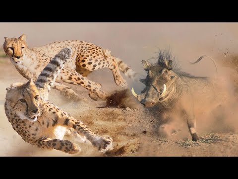 С ним не связываются даже Гепарды! Бородавочник – самый Свирепый Кабан!