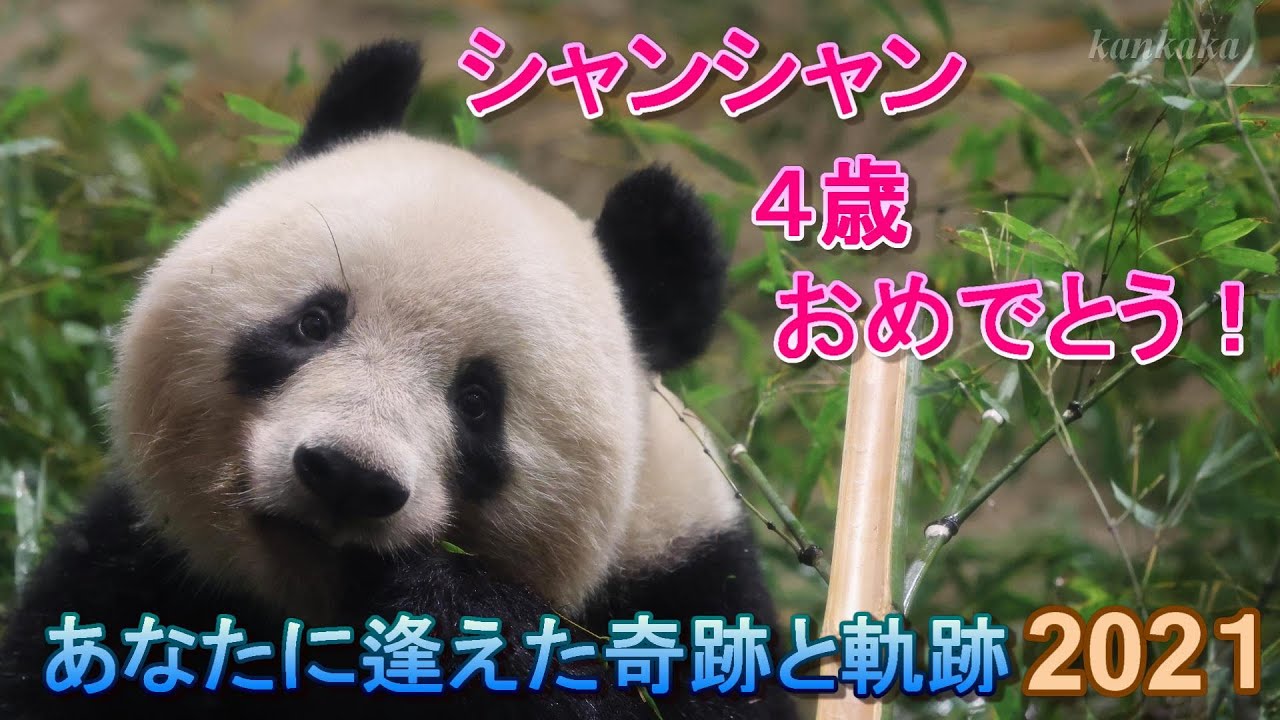シャンシャン4歳おめでとう！あなたに逢えた奇跡と軌跡 2021（Happy