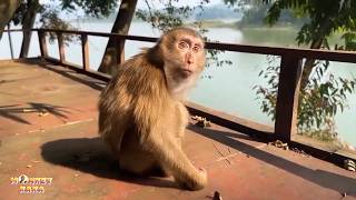 Kaka the monkey basks in the sun amidst the freezing weather.