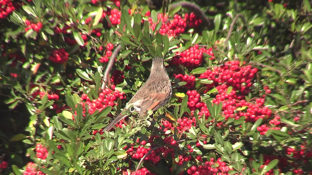 野鳥 ツグミ ピラカンサの実を Youtube