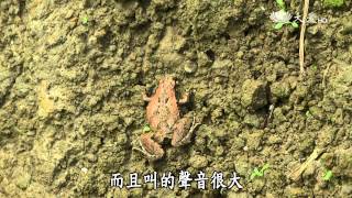 【小人物大英雄】20150525 - 草木溼樂園